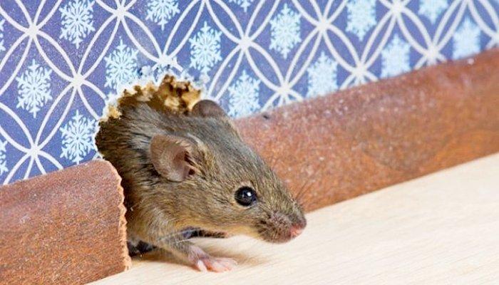 Cara Mengusir Tikus Paling Ampuh Di Rumah - Berbagai Rumah