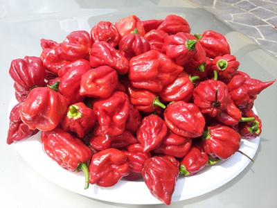 1040+ Gambar Lombok Setan HD